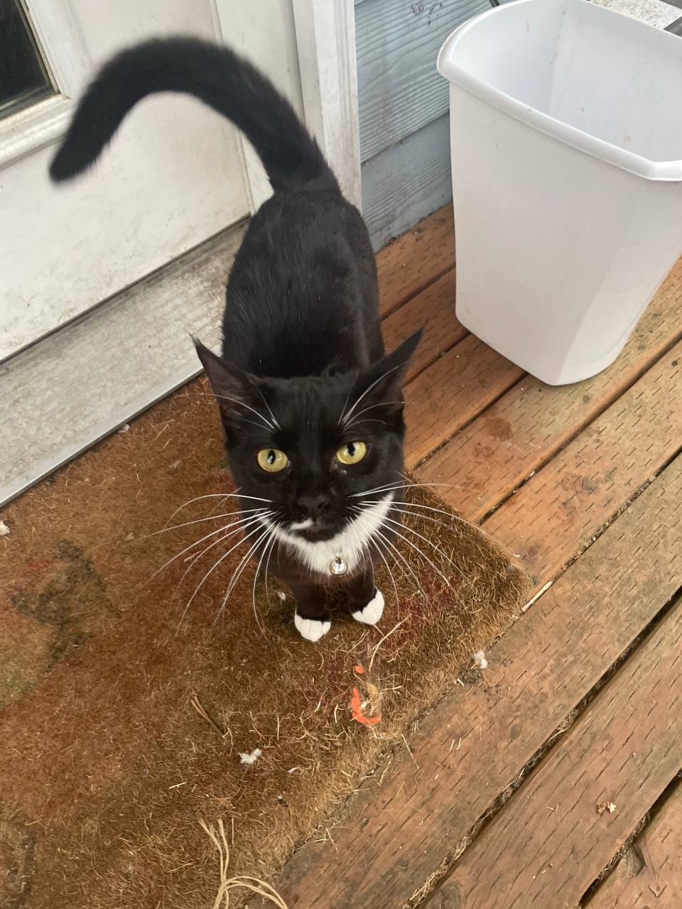 Lumpy the cat