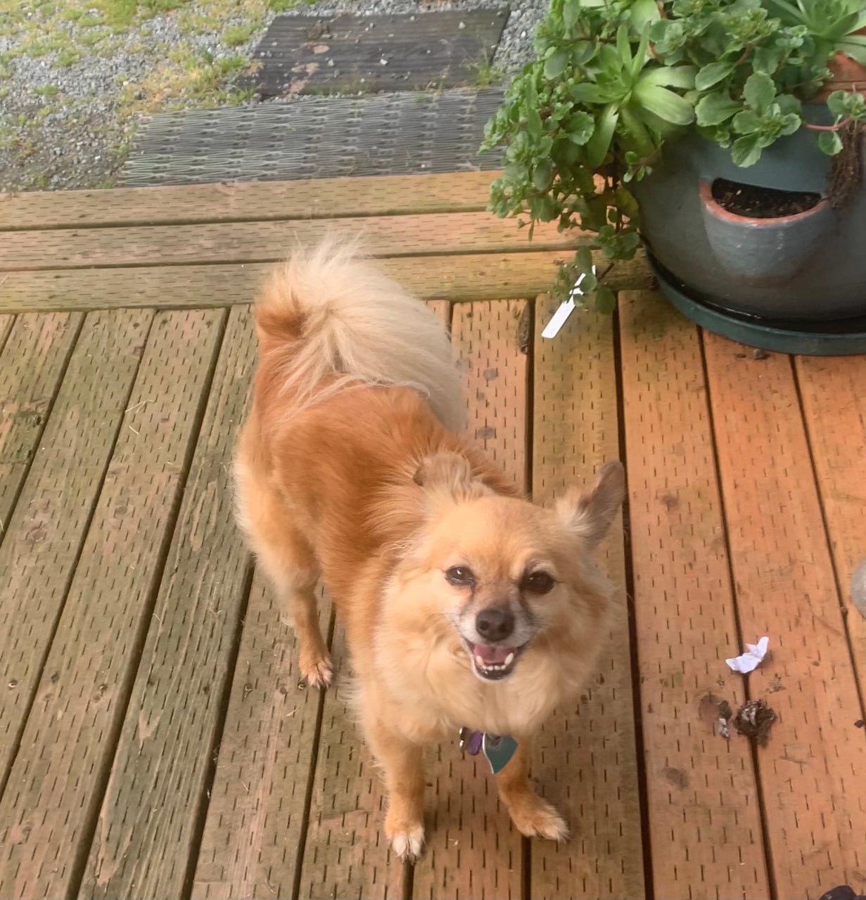 Nacho the dog